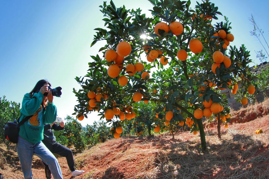 游客在全南縣南逕鎮臍橙種植基地，拍照游玩。