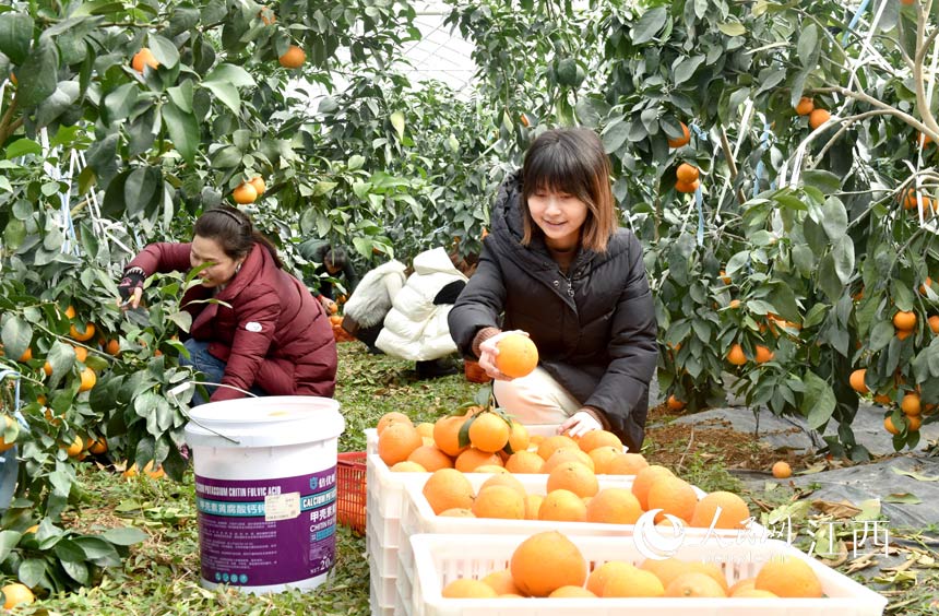 游客们正在采摘基地的“致富果”柑橘。 朱定文摄