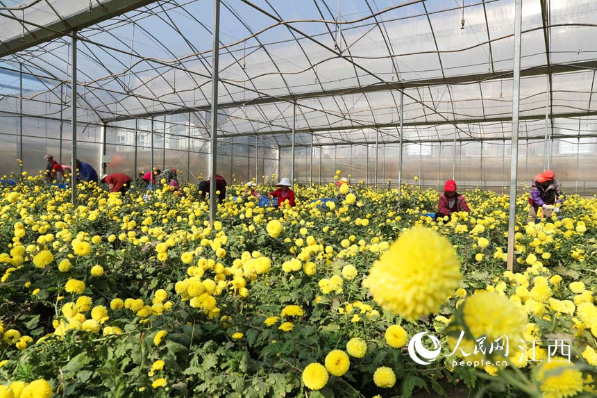 11月25日，石埠鎮華山村菊花種植基地，菊花盛開。 涂歡攝