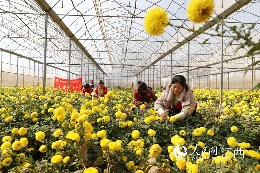  志願者正在幫助基地採摘黃菊。涂歡攝