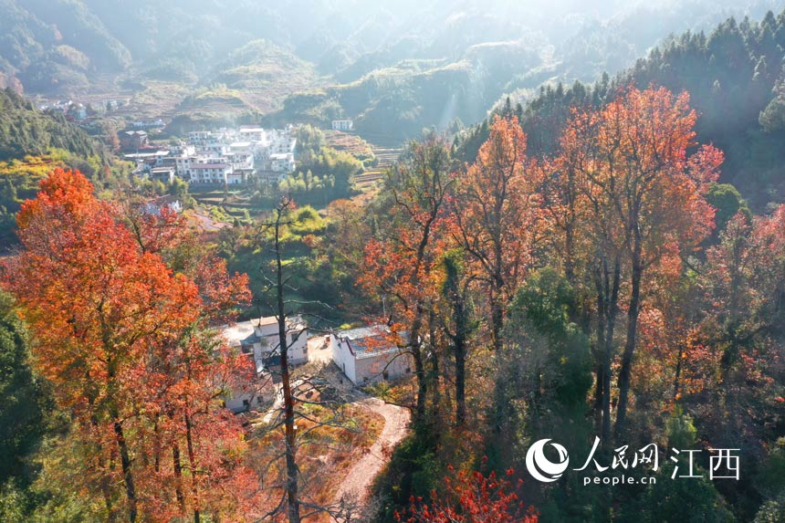 航拍鏡頭下的江西省撫州市樂安縣金竹畬族鄉的鄉村初冬景色。 邱志超 攝