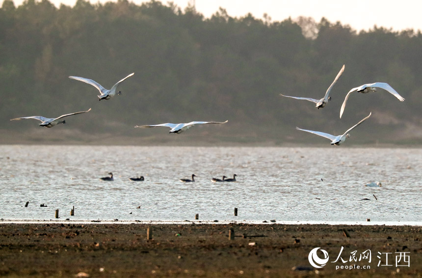 撫州市東鄉區境內的鄱陽湖流域濕地裡，候鳥翩翩起舞成美麗風景。 何江華 攝