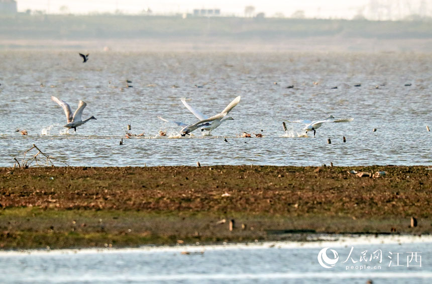 撫州市東鄉區境內的鄱陽湖流域濕地裡，候鳥翩翩起舞成美麗風景。 何江華 攝