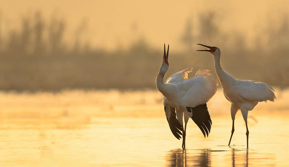 大批候鳥遷徙到鄱陽湖自然保護區越冬