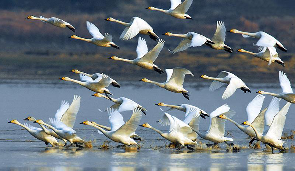 大批候鳥遷徙到鄱陽湖自然保護區越冬