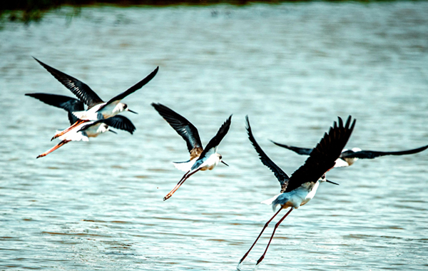 大批候鳥飛抵鄱陽湖越冬