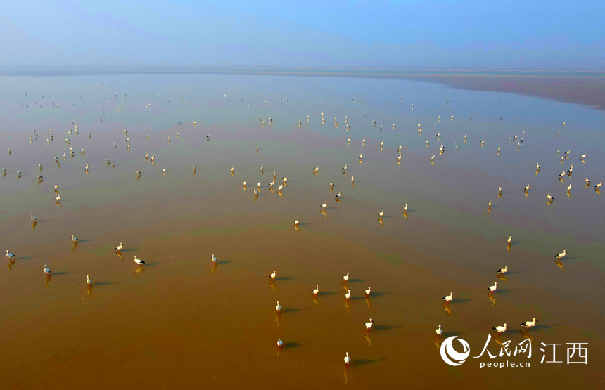 冬季來臨，越冬候鳥紛紛飛抵鄱陽湖。圖為鄱陽湖流域的候鳥。 人民網 時雨攝