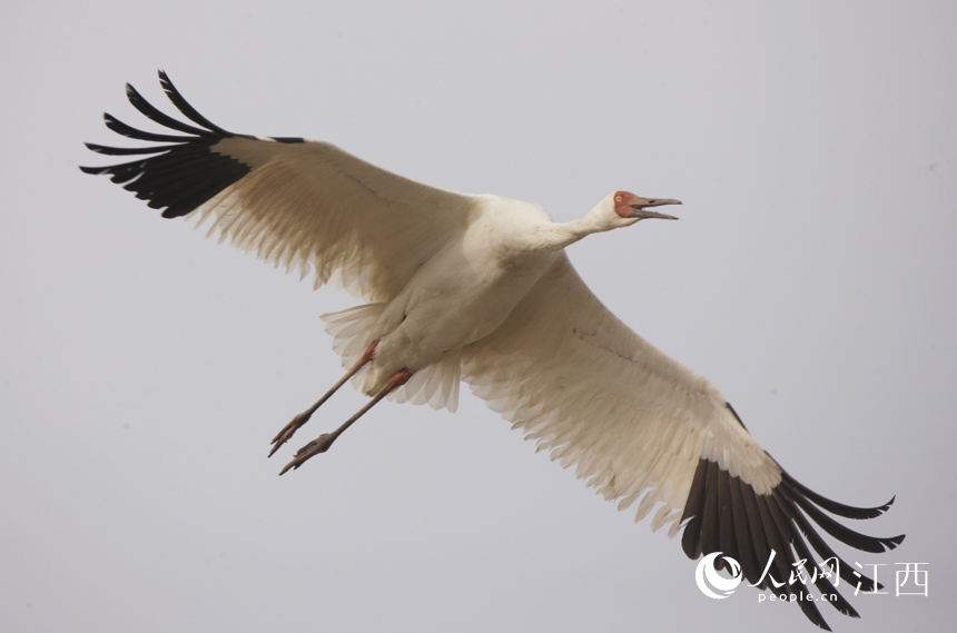 冬季來臨，越冬候鳥紛紛飛抵鄱陽湖。圖為鄱陽湖流域的候鳥。 人民網 時雨攝