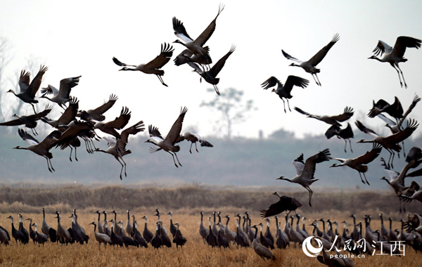 鄱陽湖越冬候鳥將超70萬余隻