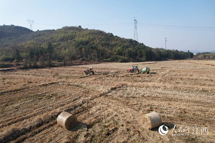 稻田裡，農民正駕駛機械對稻稈進行收集打捆。 饒方其 攝