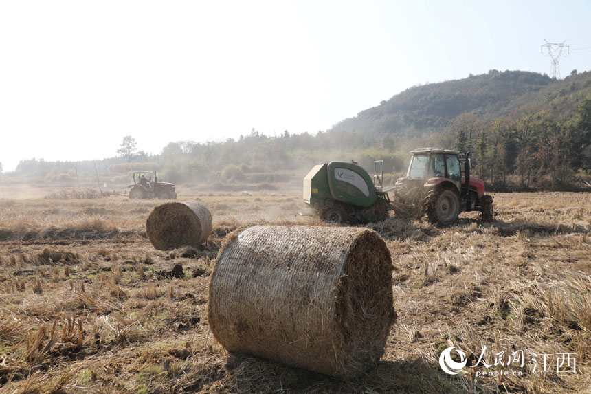 稻田裡，農民正駕駛機械對稻稈進行收集打捆。 饒方其 攝