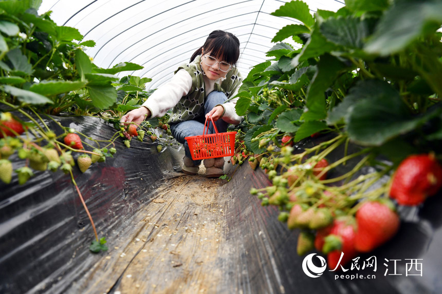 種植草莓的大棚裡，人們在體驗採摘樂趣。 人民網 時雨攝