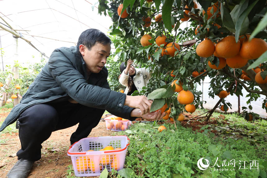 游客們正在採摘柑橘。 饒方其 攝