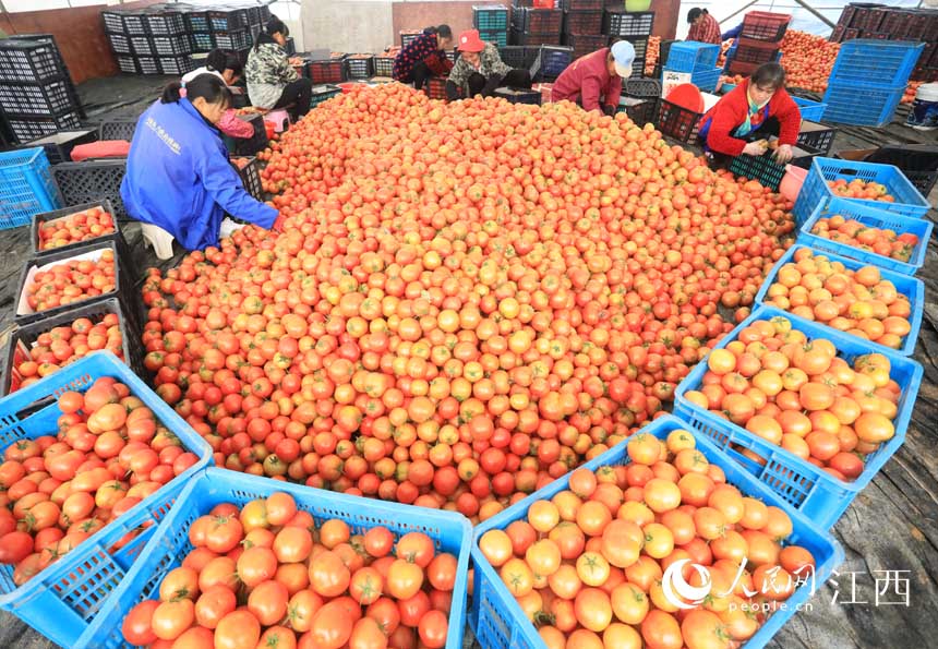 村民将西红柿分拣、装箱，准备运往批发市场。 邱志超 摄  