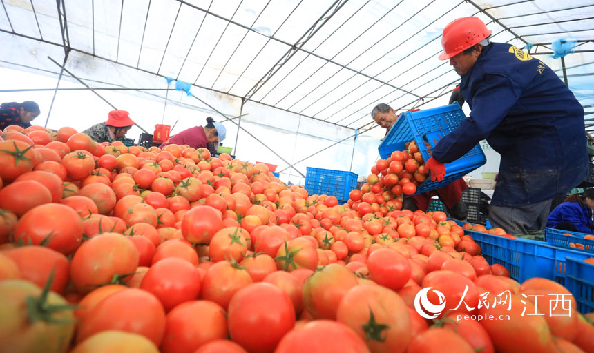 村民將西紅柿分揀、裝箱，准備運往批發市場。 邱志超 攝  