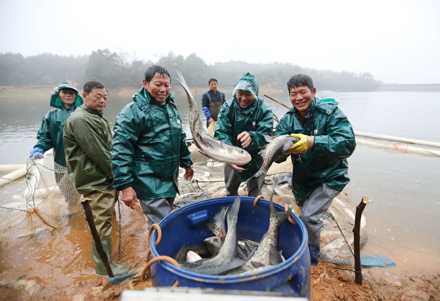 漁民們正在捕魚，用“魚躍人歡”的豐收景象喜迎新春佳節的到來。饒方其攝