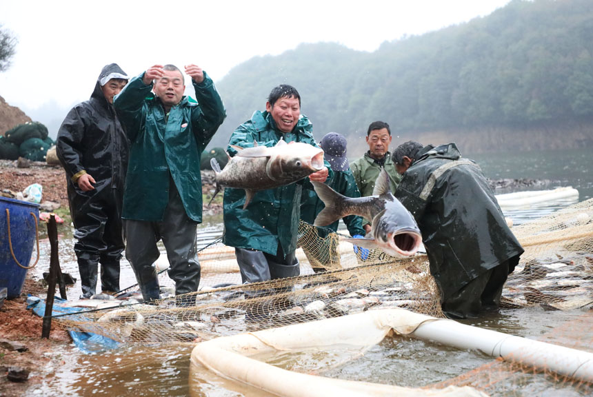 漁民們正在捕魚，用“魚躍人歡”的豐收景象喜迎新春佳節的到來。饒方其攝
