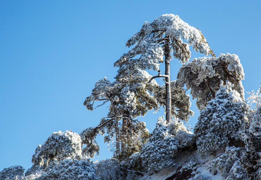 三清山的高山上依舊是冰雪世界，勾勒出獨有的勝景。 廖國平攝