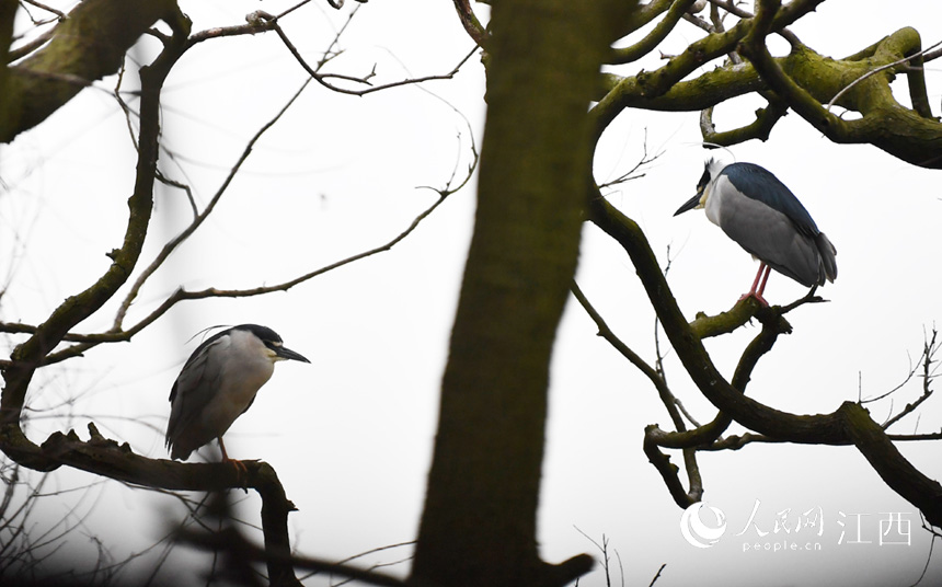 天香園內，鷺鳥在樹木上棲息。 人民網 時雨攝