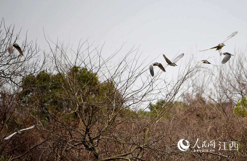 鷺鳥在天香園的上空飛翔。 人民網 時雨攝
