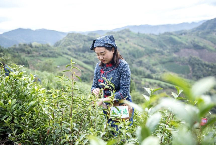 浮梁縣西湖鄉美石茶葉專業合作的工作人員在採摘“明前茶”。李開旺攝