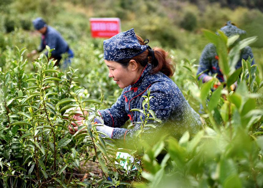 浮梁縣西湖鄉美石茶葉專業合作的工作人員在採摘“明前茶”。李開旺攝