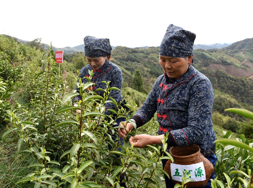浮梁縣西湖鄉美石茶葉專業合作的工作人員在採摘“明前茶”。李開旺攝