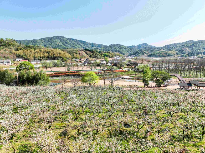 航拍廣昌縣長橋鄉上凡村千畝梨園。