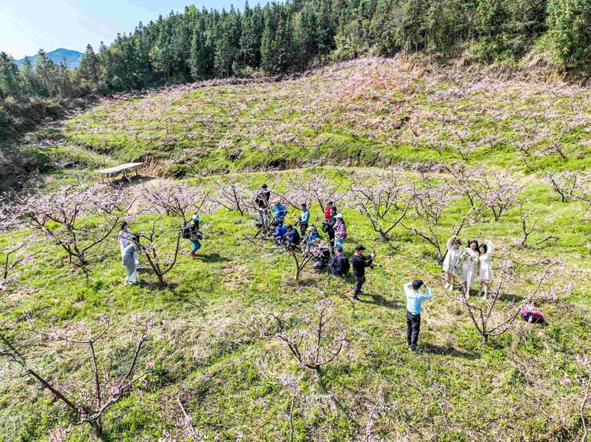 游客正在江西省撫州市廣昌縣水南圩鄉大庄村楊家嶺黃桃種植基地賞花拍照。曾恆貴攝