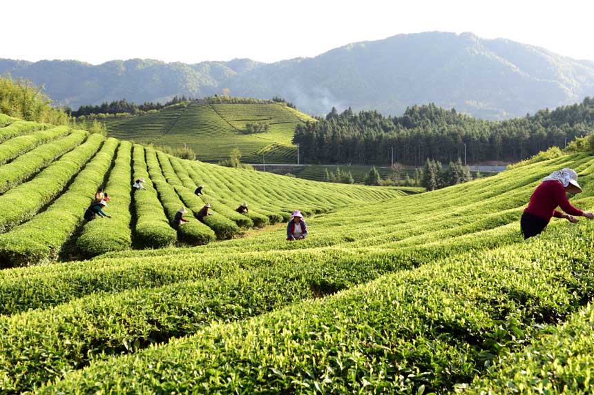 江西省浮梁县大小茶园一派繁忙景象,茶企和茶农纷纷抢抓农时采摘春茶,供应市场。程万海摄
