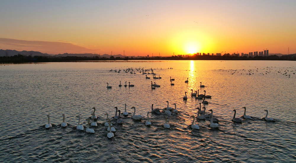  江西九江：鄱陽湖候鳥展翅北遷東湖是鄱陽湖水系中重要的越冬候鳥棲息地，水生植物茂密、自然植被豐厚。由於水質好、環境佳，每年來此棲息越冬的候鳥有4萬余隻，成為遠近聞名的“天鵝湖”。