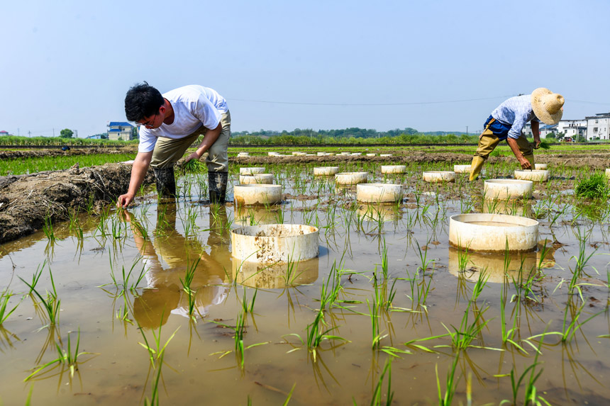 博士研究生熊若愚（左）与农民一起在田间做稻米淀粉理化特性的研究。周亮摄