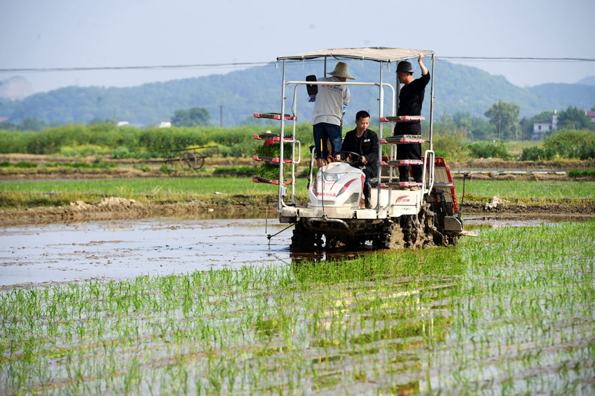 硕士研究生吴家青（中）驾驶农机和农民一起在田间做精准播种对双季稻产量形成影响的研究。周亮摄
