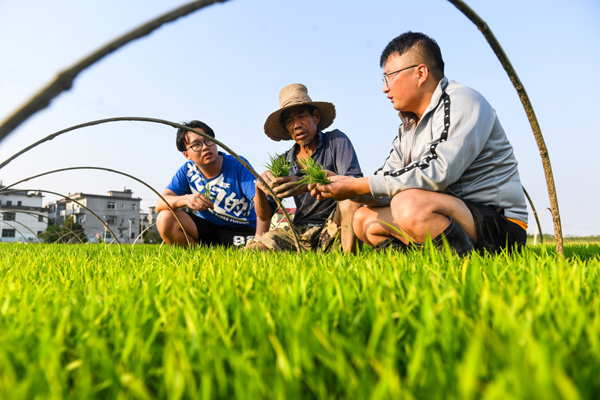 硕士研究生贾震（右一）在田间与农户探讨水稻秧苗育秧技巧。周亮摄