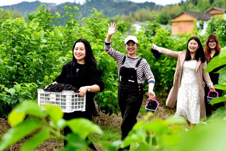 游客在桑葚種植基地體驗採摘樂趣。
