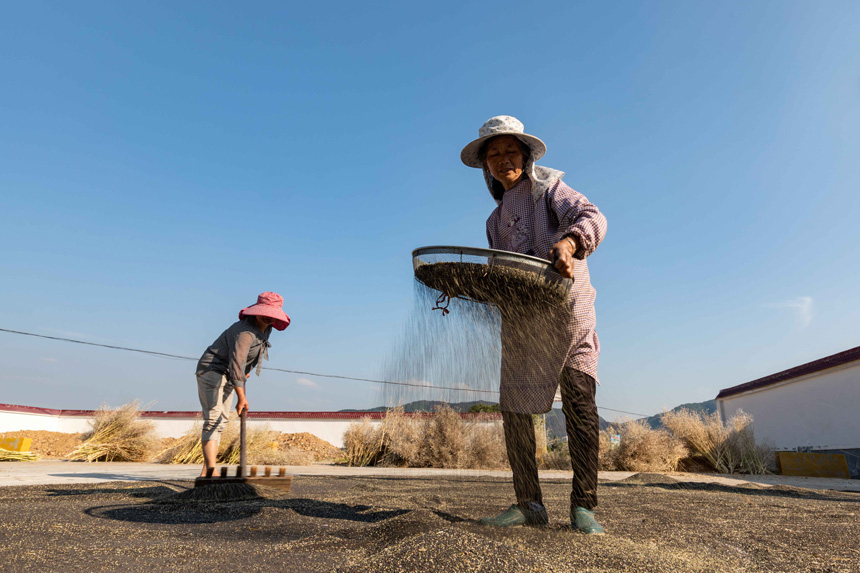 在澧田鎮下王村油菜種植基地，當地農民在翻晒油菜籽。朱國朝攝