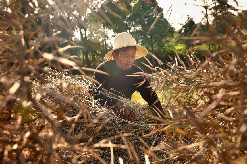 在台嶺鄉高汶村油菜種植基地，當地農民在收割、晾晒油菜。朱國朝攝