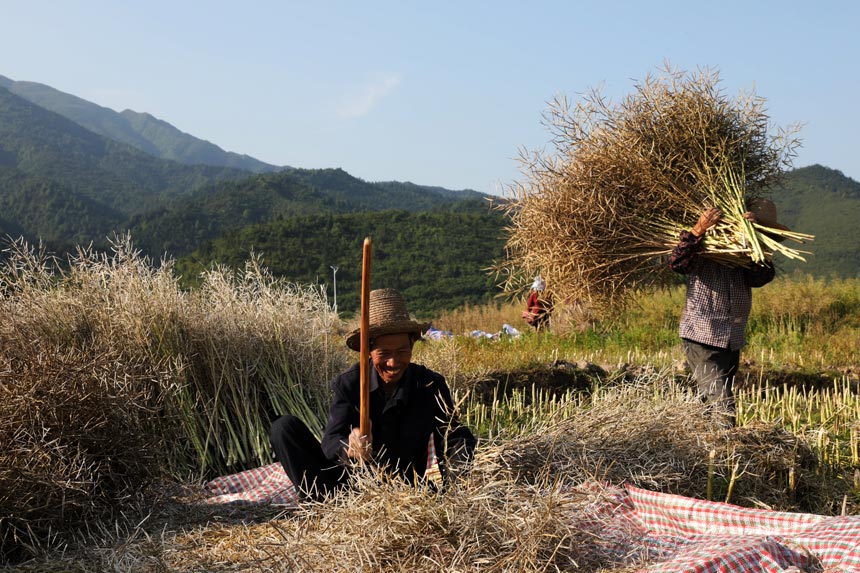 在台嶺鄉高汶村油菜種植基地，當地農民在收割、晾晒油菜。朱國朝攝