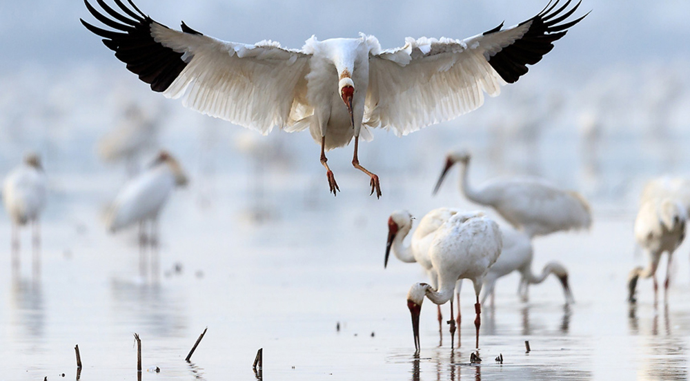  白鶴正在鄱陽湖覓食白鶴被譽為鳥類“活化石”，全球總數僅有4000多隻，每年有98%的白鶴飛往江西省鄱陽湖越冬，是眾多國際組織和國際人士認識鄱陽湖、認識江西的一張亮麗名片。