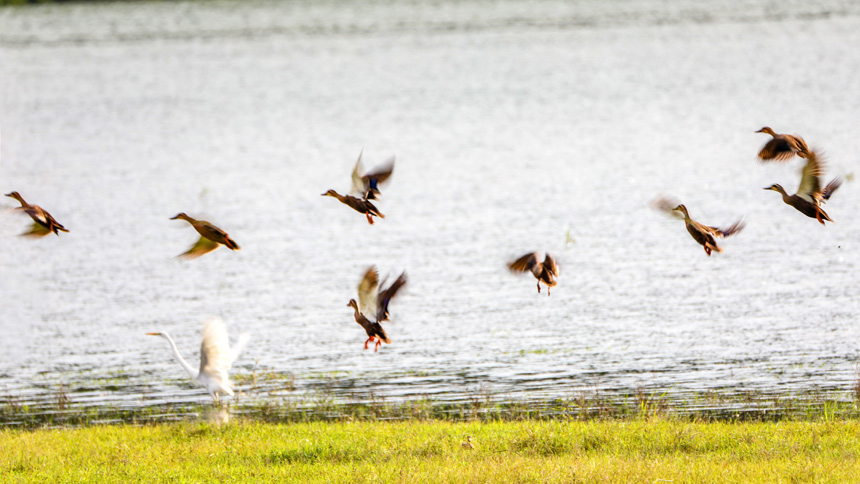圖為近日拍攝的鄱陽湖水鳥。  陳扶南 攝
