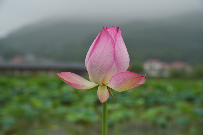 荷花竞相绽放,美不胜收。王强摄