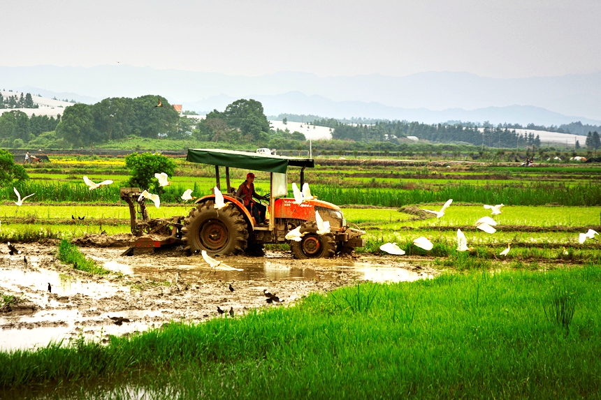 在水稻种植基地，一群白鹭跟随农机，在翻耕后的水田里嬉戏觅食、起舞翩飞。周亚茂摄
