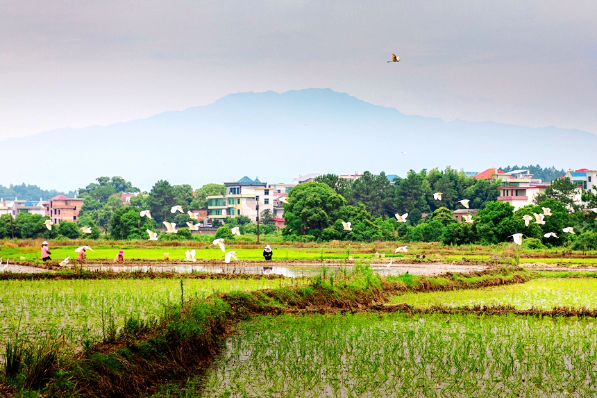 在水稻种植基地，农民在田间忙着劳作，白鹭相伴在田间嬉戏觅食、起舞翩飞。周亚茂摄