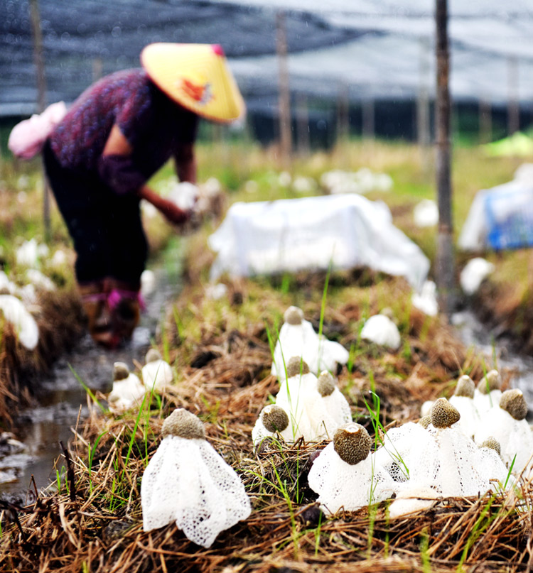 农民在种植基地采摘竹荪菇。吴志贵摄