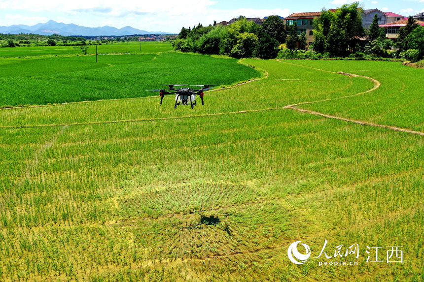 無人機正在稻田上空噴洒農藥治虫。 人民網 時雨攝