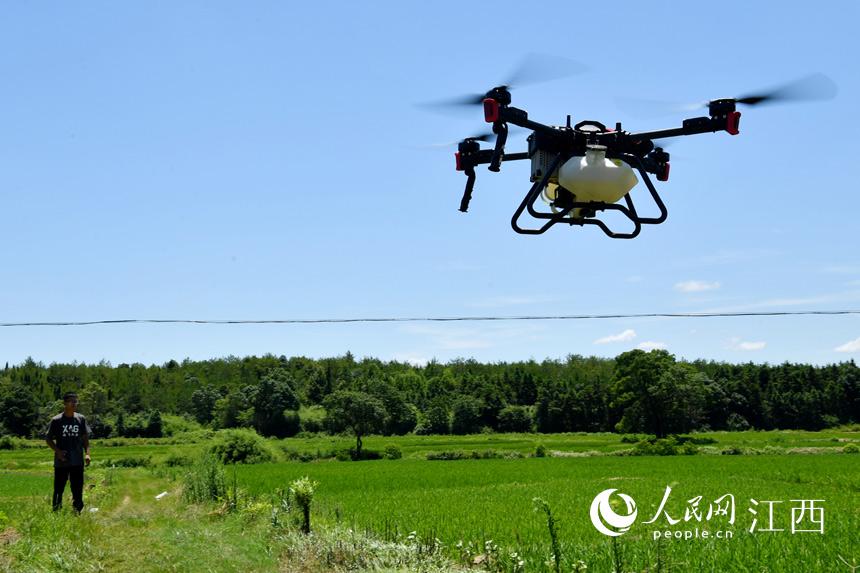 裝載著農藥的無人機向稻田上空飛去。 人民網 時雨攝