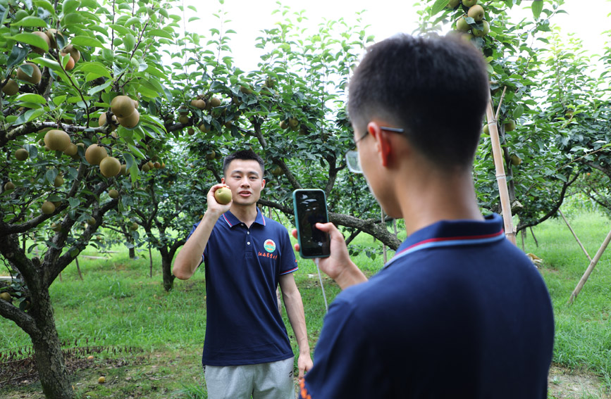7月3日，江西农业大学的学生们在梨园抖音直播带货，助力乡村振兴和果农提质创收。宋靖辉摄