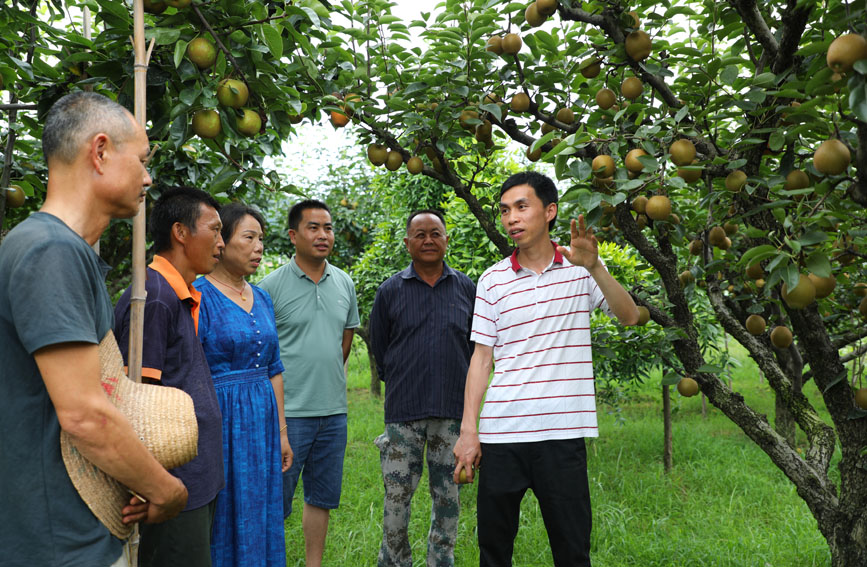 7月3日，江西農業大學的老師在梨園為果農們講授梨樹栽培與病虫害防治的相關知識。宋靖輝攝