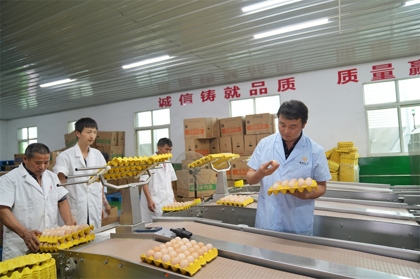 工作人员在自动化生产线上捡拾鸡蛋装箱供应市场。王强摄