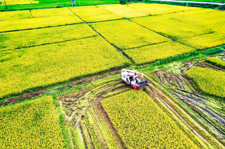 全南县陂头镇早稻成熟，收割机在田间忙碌穿梭。